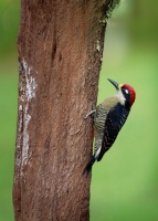 Datel cernolici - Melanerpes pucherani - Black-cheeked Woodpecker o4310